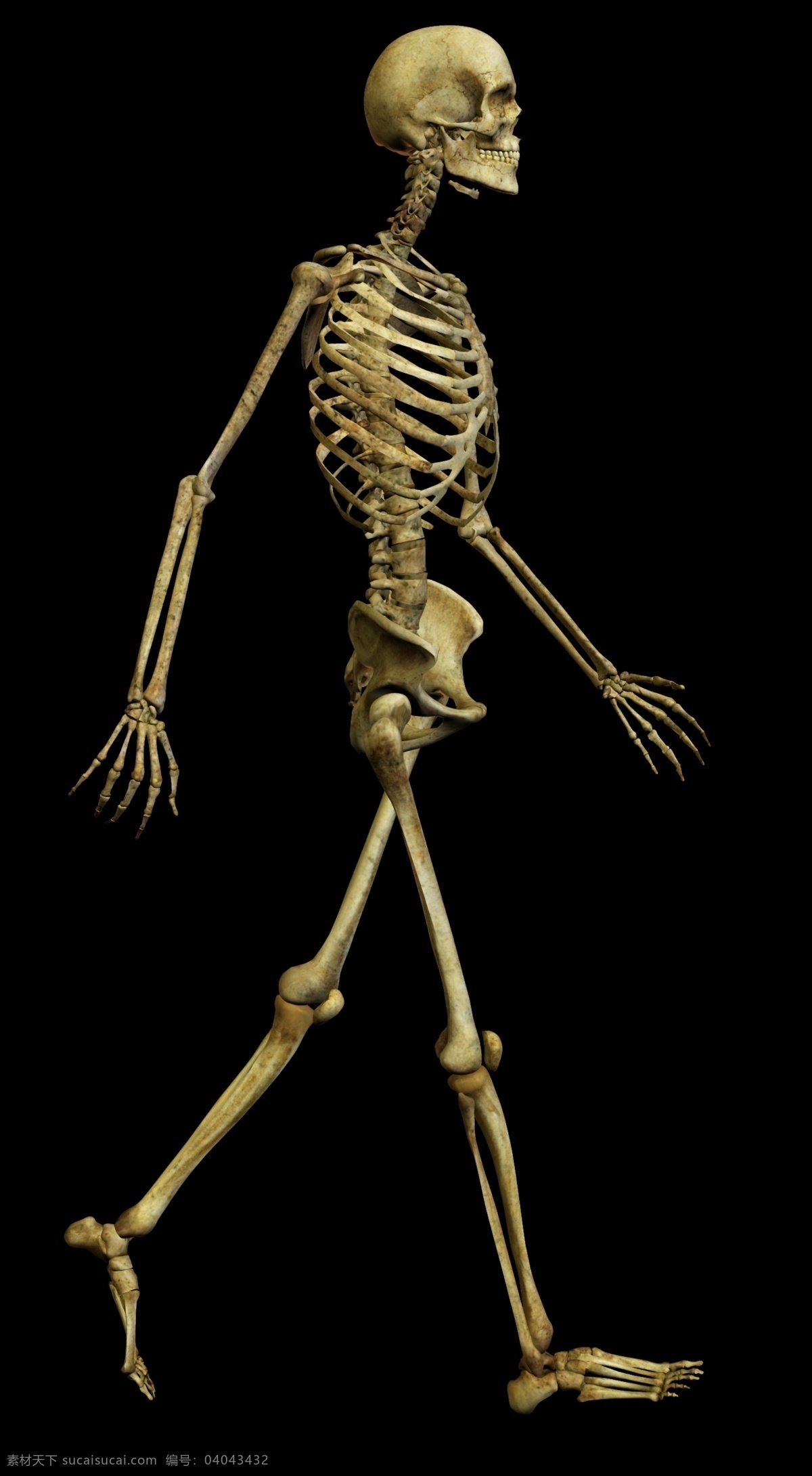 骷髅人 人体 骨骼 结构图 骨架 骷髅图片 骨架图片 骷髅素材 步行中的骷髅 psd源文件