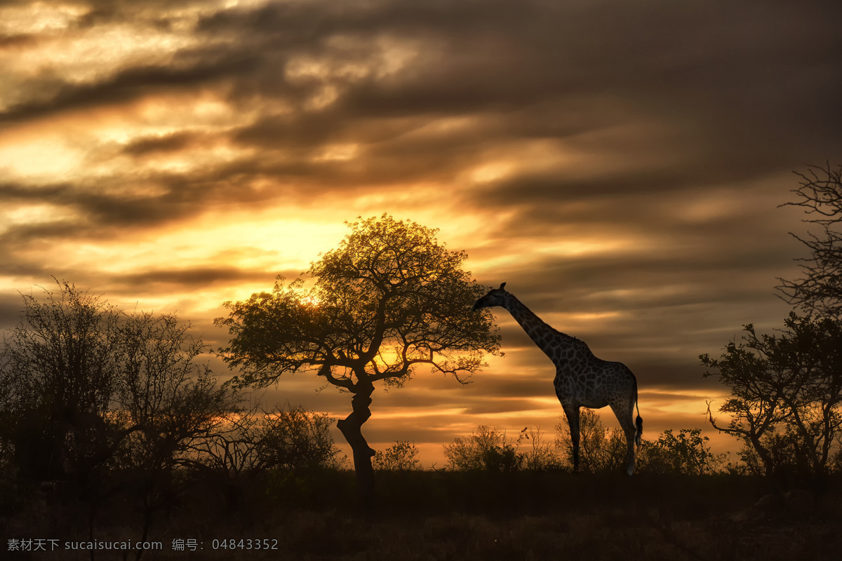 黄昏 草原 上 长颈鹿 动物世界 动物摄影 非洲草原动物 陆地动物 生物世界