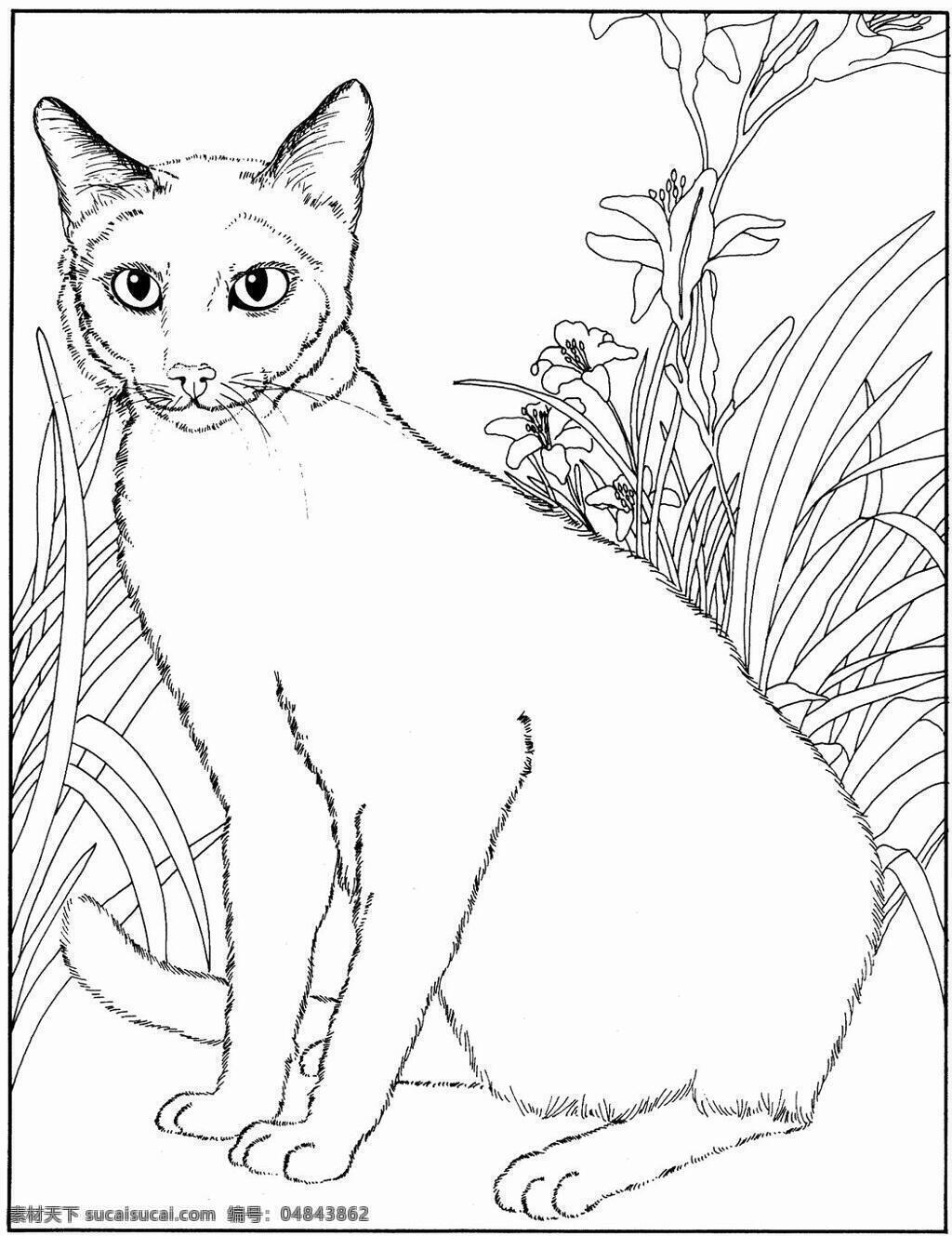 猫的素描 猫科动物 动物手绘画 设计素材 动物专辑 素描速写 书画美术 白色