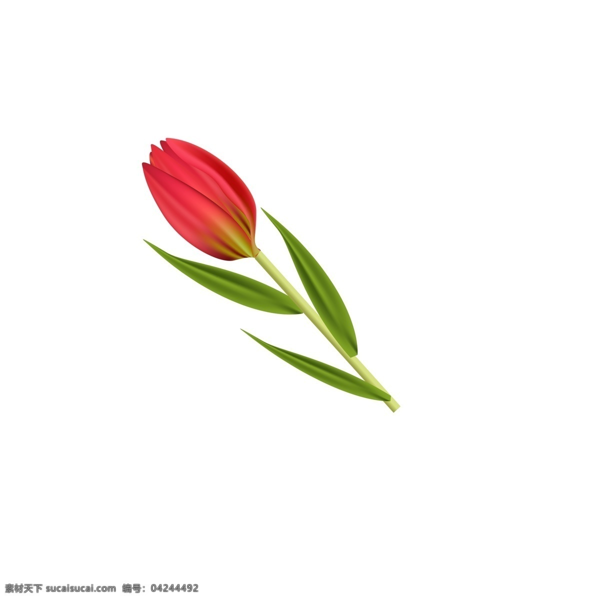 春季 植物 花朵 鲜花 花香 迷人 花卉 红色 绿叶 春天 盛开