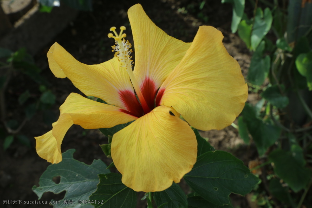 扶桑 佛槿 朱槿 佛桑 花卉 花儿 花草 植物 园林绿化 绿化景观 花朵 花蕊 花卉大观园 生物世界