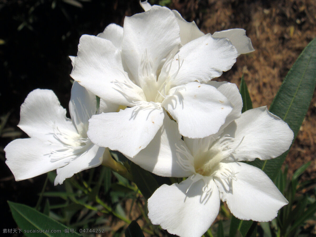 兰 爽 竹 桃 白花 花草 花蕾 绿叶 生物世界 兰爽竹桃 白色花心 矢量图 日常生活