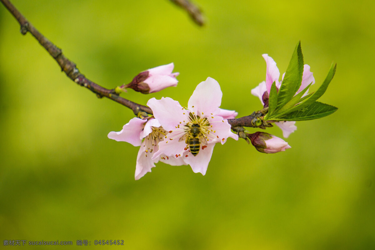 桃花 上 采 蜜 蜜蜂 春天 采蜜 动物 植物 绿色 千库原创