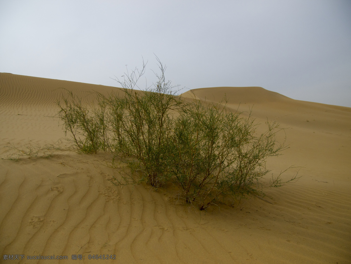 沙漠 中 绿色植物 蓝天 响沙湾 内蒙古 库布其 库布齐 鄂尔多斯 沙芥 绿色 植物 绿草 食物 沙漠摄影 自然风景 自然景观