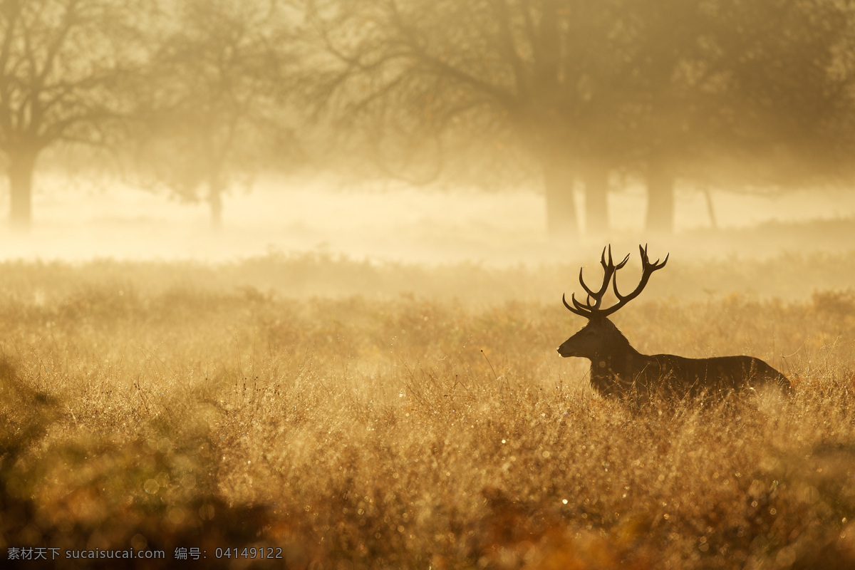 鹿 高清 摄影图片 麋鹿 鹿角 野生动物 巴克 哺乳动物 动物 荒野 雄鹿 生物世界