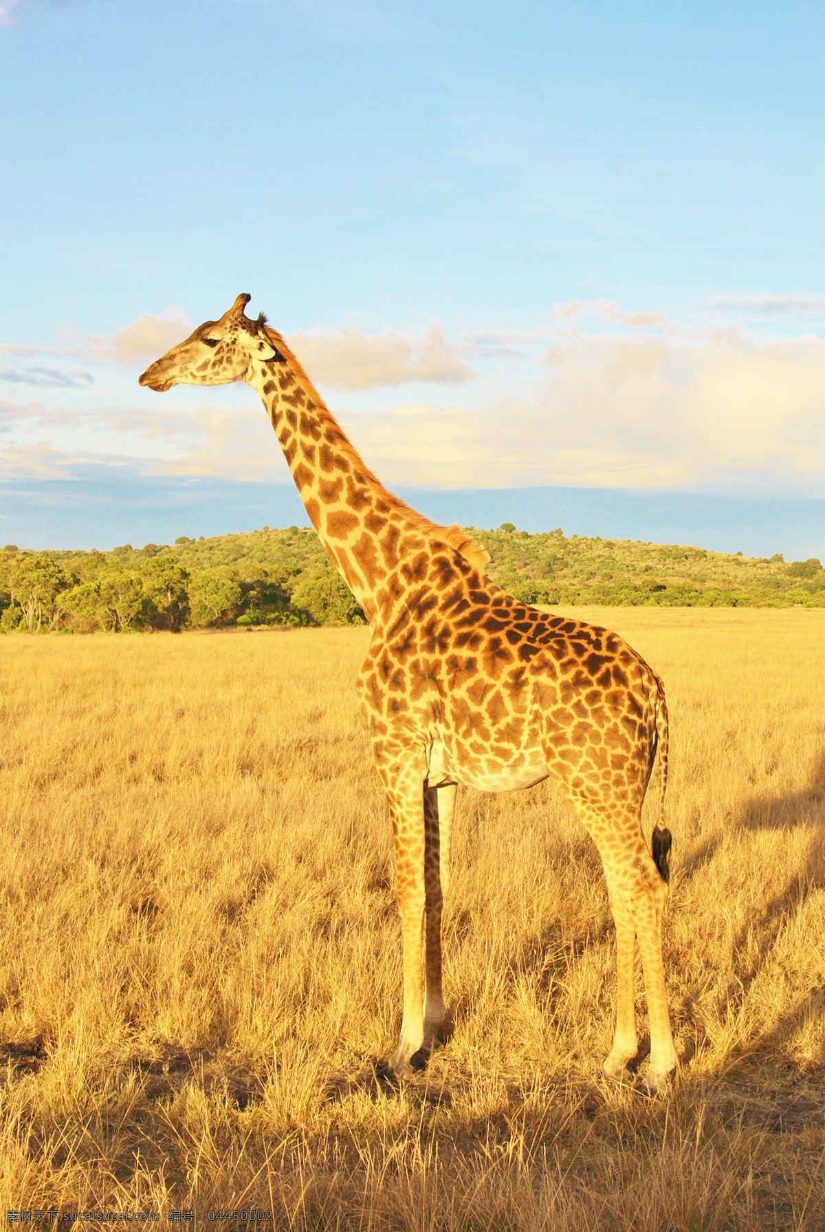 长颈鹿 麒麟鹿 长脖鹿 giraffe 野生动物