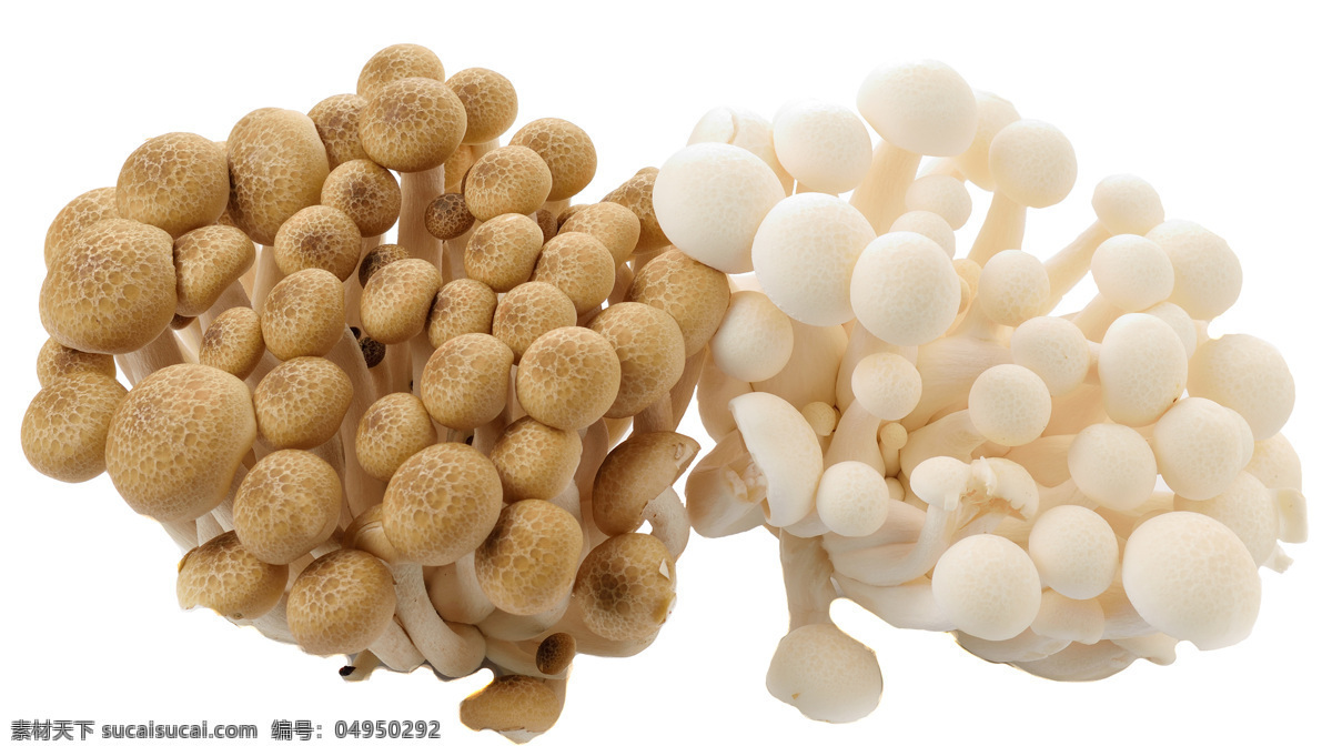 香菇图片素材 香菇 真菌菇 磨菇 蔬菜 食物原料 食材原料 餐饮美食 食物摄影