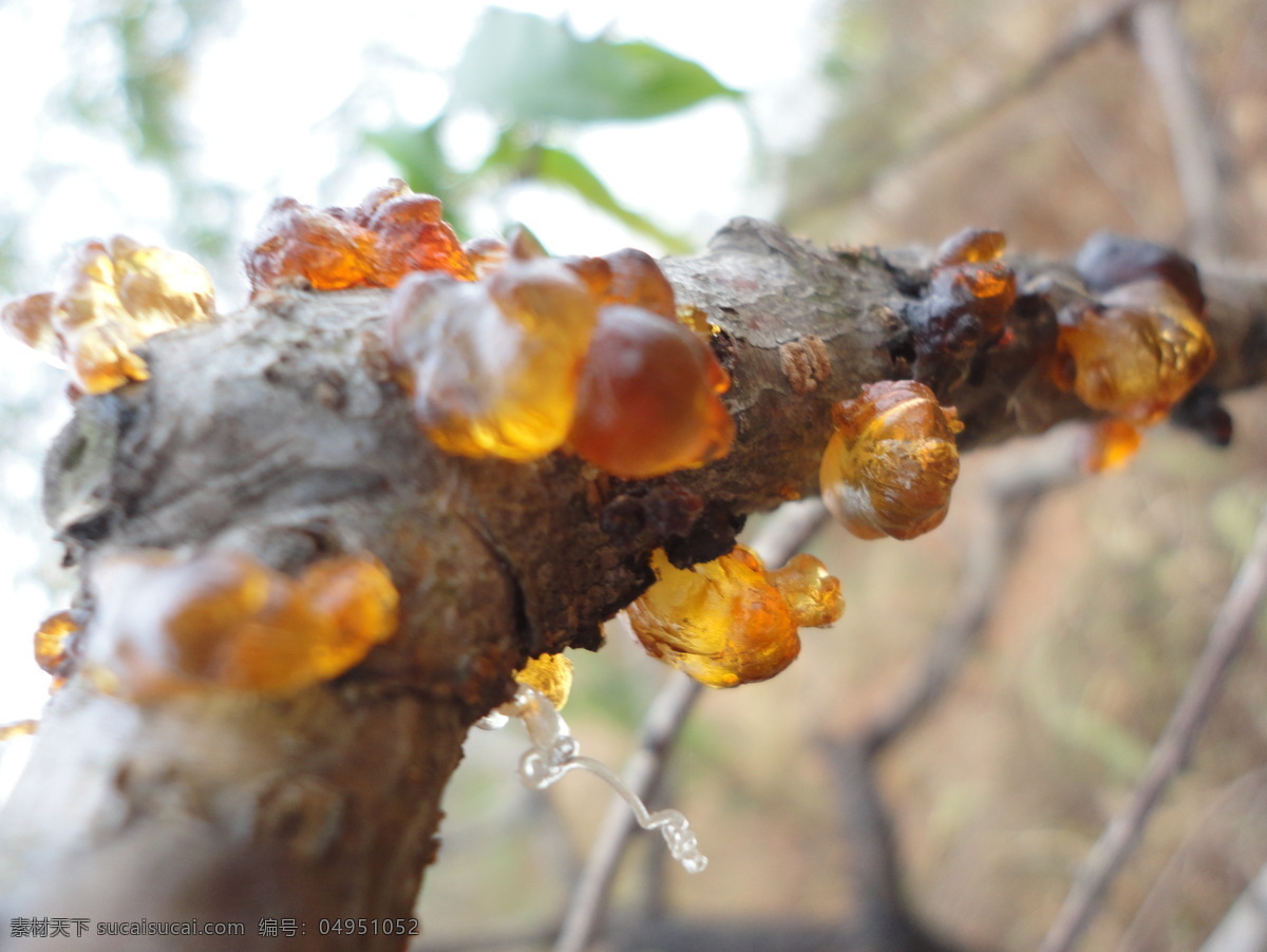 桃油 桃树 桃胶 树 植物 生物 自然生物 桃 油 树油 生物世界 树木树叶