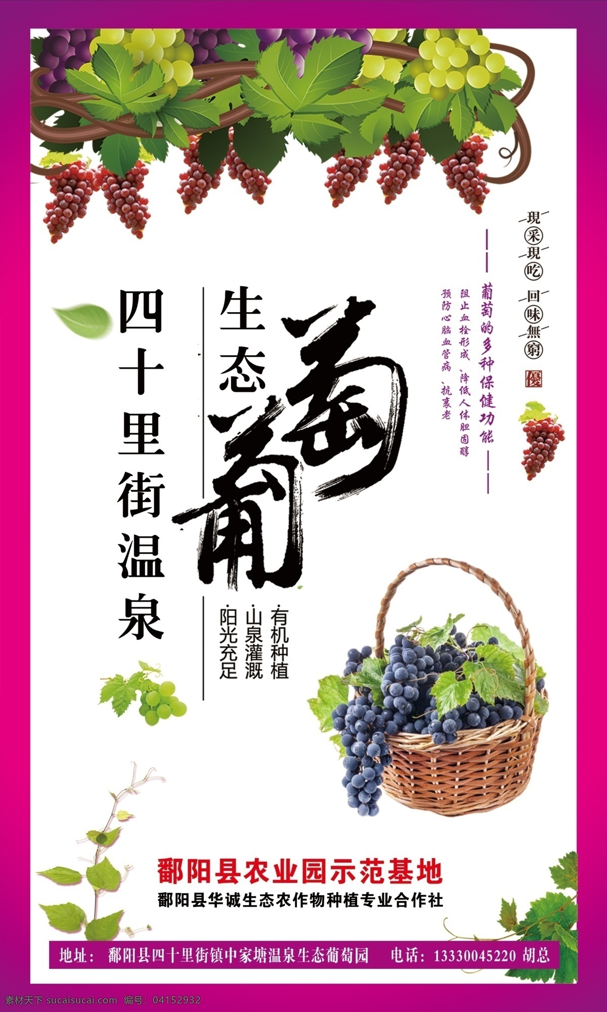 葡萄海报 葡萄标签 生态葡萄 葡萄采摘 温泉葡萄 葡萄广告 星创设计