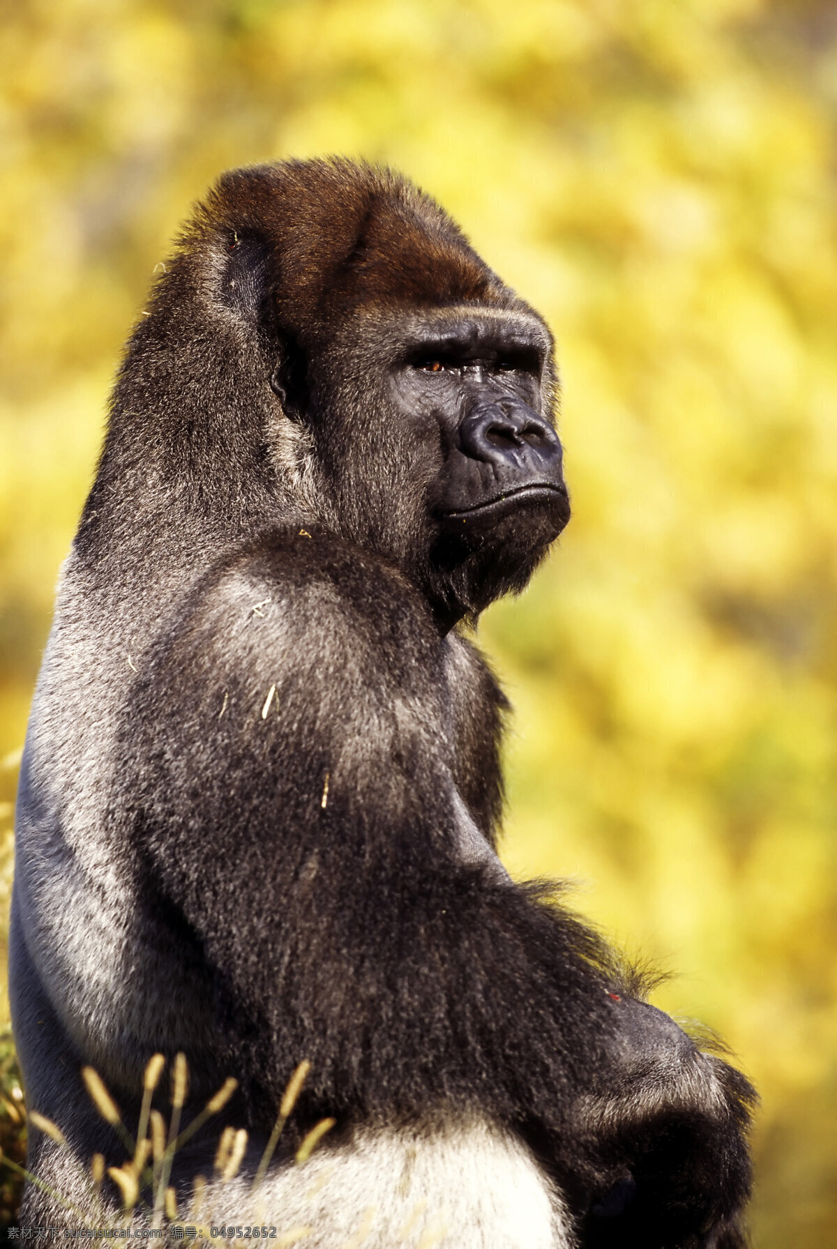 黑猩猩 大猩猩 野生动物 动物世界 摄影图 陆地动物 生物世界