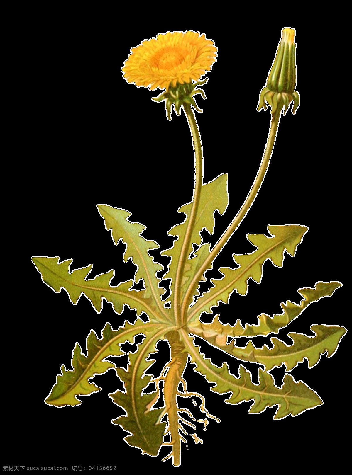 手绘 黄色 花朵 植物 透明 装饰 花苞 菊花 绿色 绿叶 免扣素材 透明素材 装饰图片
