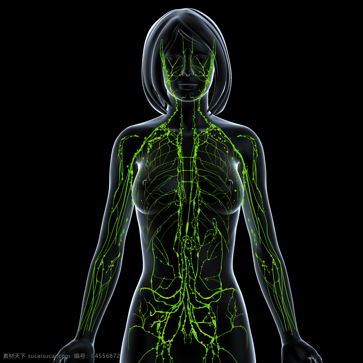 人体透视图 人体医疗透视 人体透视 人体 医疗 医学 女性 女人 背部 背面 身体 模型 3d模型 透视图 立体图 病症 症状 筋脉 脉络 脊椎 关节 疼痛 酸痛 受伤 x光透射 骨骼 人体构造 医疗护理 现代科技