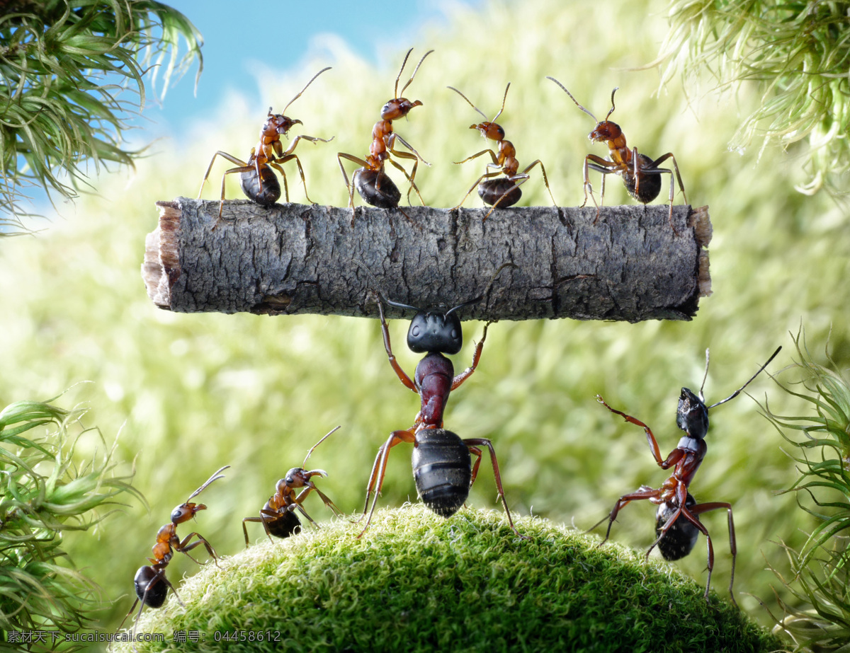 蚂蚁搬家图片 蚂蚁 搬家 树枝 励志 海报