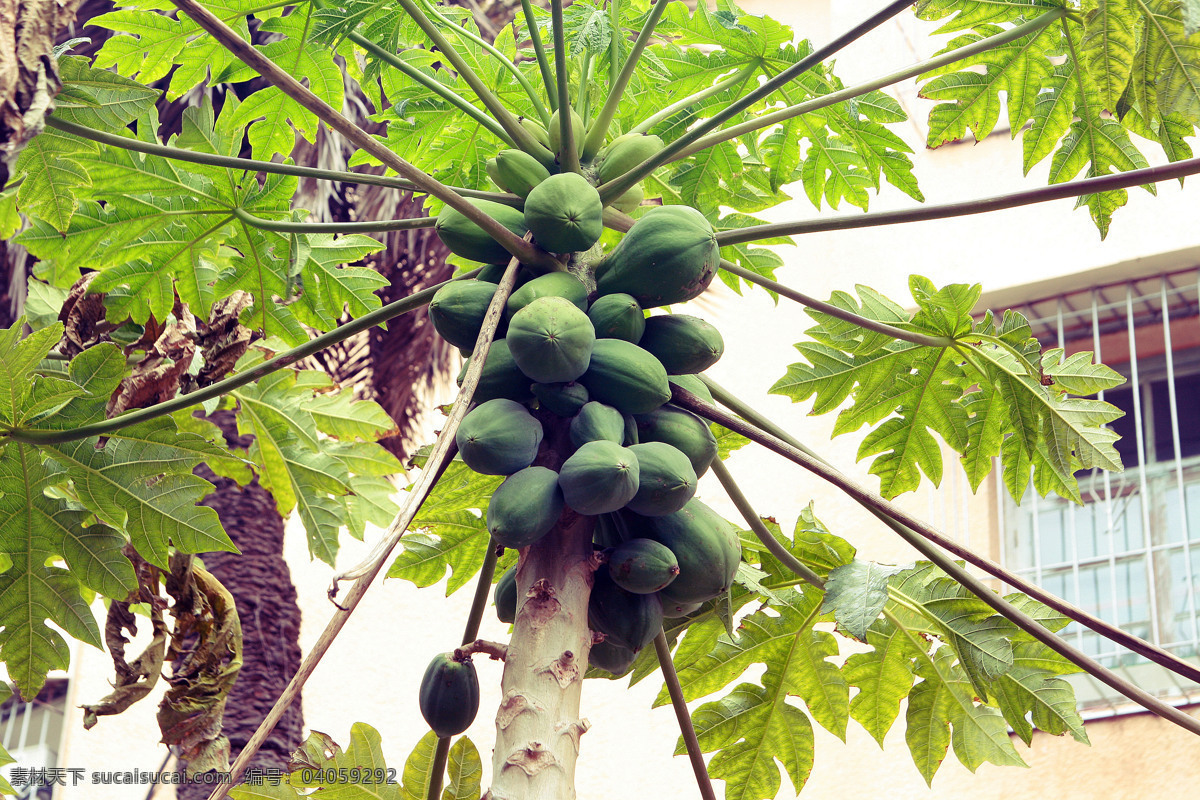 鼓浪屿 椰子树 特写 厦门 旅游 绿色 植物 水果 国内旅游 旅游摄影