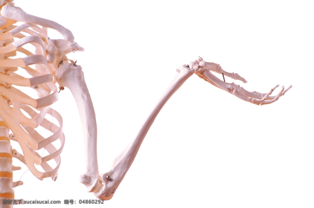 人体 骨骼 标本 骨架 骨头 骷髅 人体骨骼 生活百科 骷髅人 骨格标本 人体骨架标本 学习办公 psd源文件