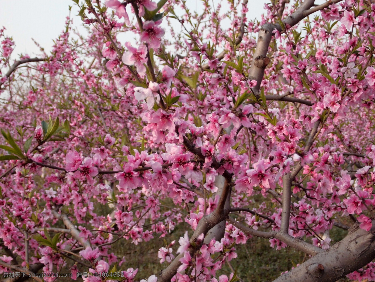 桃花 春天 红花 花草 花园 生物世界 桃园 野外 psd源文件