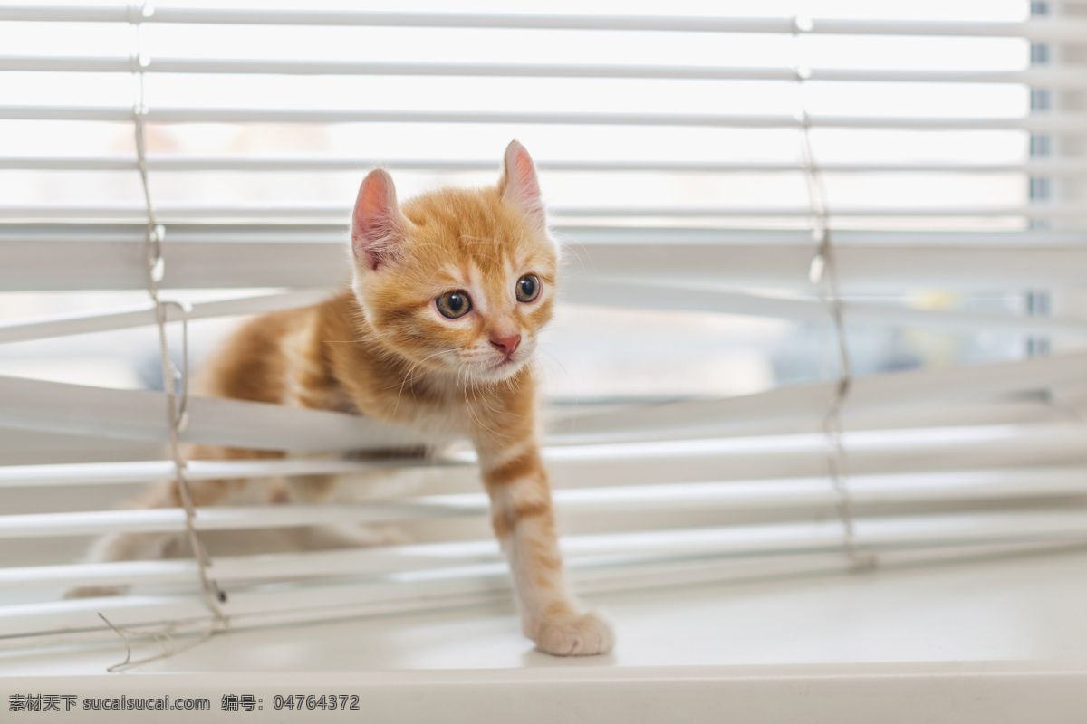 穿过 百叶窗 猫咪 小猫 可爱动物 窗户 其他类别 生活百科