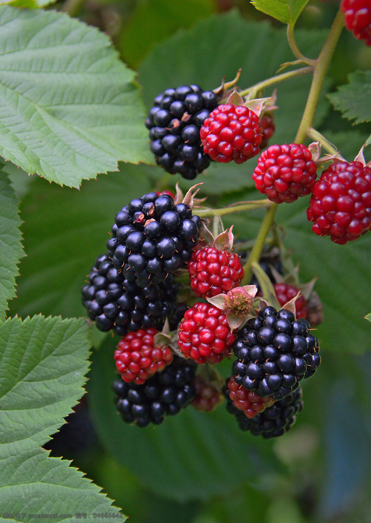 树莓 黑莓 果实 特写 水果 果子