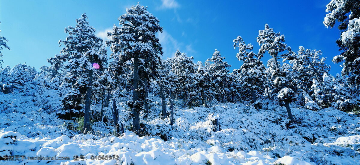 冬天 雪景 大雪 冬天雪景 风景 生活 旅游餐饮