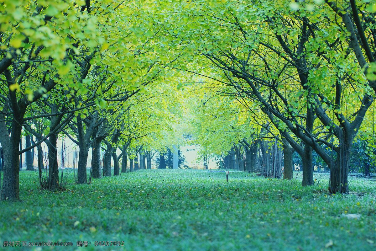 春意盎然 银杏树 绿色 春天 走廊 幽静 雅 采风 自然景观 自然风景