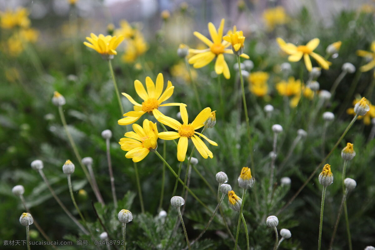 菊花 春天 雨后 黄色花 黄色 小花 小菊花 花草 生物世界