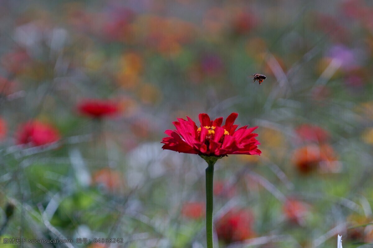 孤独的鲜花