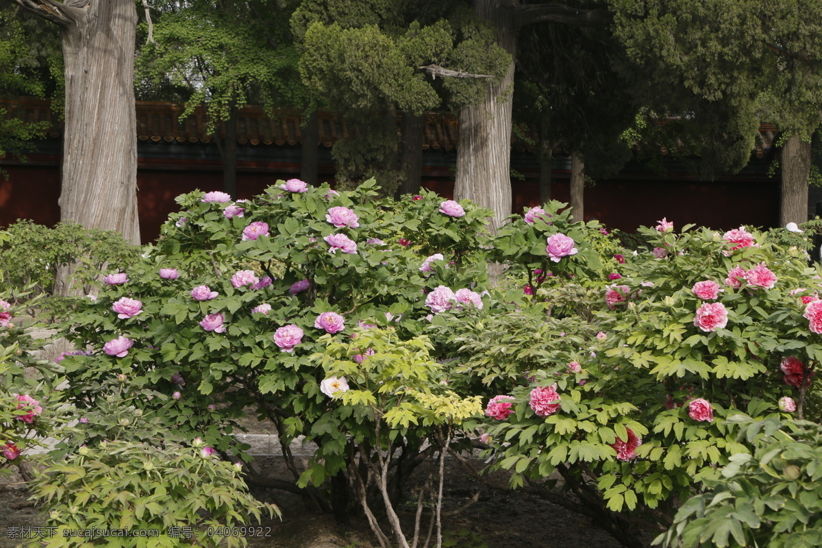 牡丹花 牡丹 花卉 花儿 花草 植物 园林绿化 绿化景观 花朵 花蕊 牡丹园 园艺 富贵牡丹 芍药牡丹 生物世界