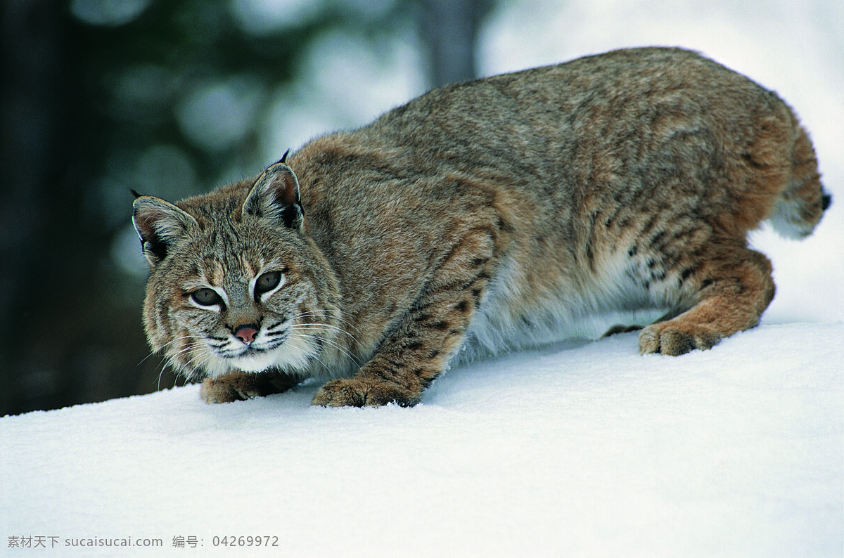 雪地 上 大 猫 野生动物 动物世界 哺乳动物 野猫 大猫 摄影图 猫咪图片 生物世界