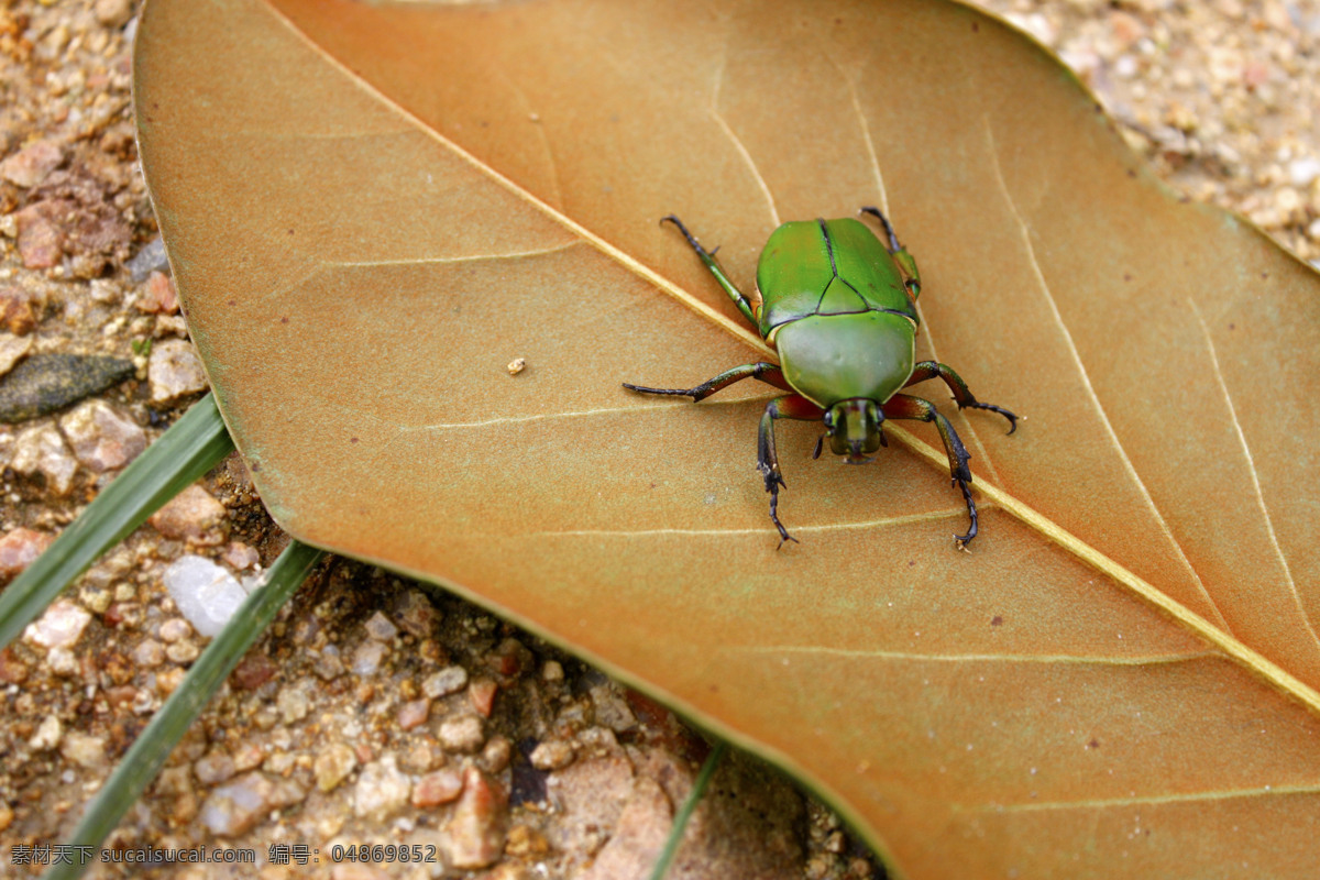 甲虫 昆虫 绿色的 生物世界 金龟子 鞘翅目昆虫 beetle 兜虫