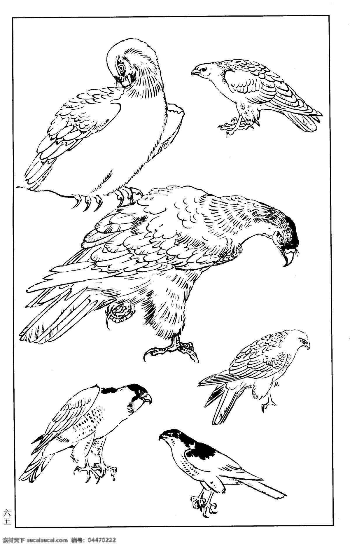 百鸟谱65 鹰 鹫 雕 隼 百鸟 百鸟图 鸟类 鸟兽 花鸟 小鸟 白描 线描 黑白稿 绘画 工笔花鸟 工笔 王满良 梁熔 美术 美术出版社 百鸟谱 生物世界 设计图库