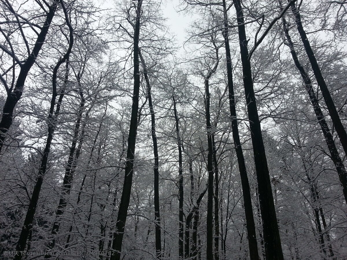 雪中的枝桠