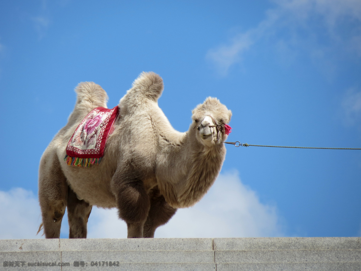 青藏高原风光 青藏高原 台阶 骆驼 蓝天 白云 家禽家畜 生物世界 蓝色