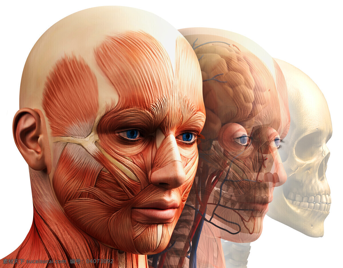 标本 骨架 护理 肌肉 科技 模型 皮肤 人体 设计素材 模板下载 人体标本 血管 心脏 实验 医学 医疗 头部 医疗护理 现代科技