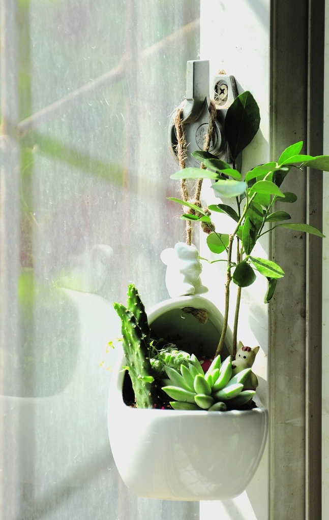 植物 多肉 盆栽 盆景 花卉图片 花卉 肉肉 仙人球 球形 绿色 自然 仙人掌 小盆景 多肉植物 沙生植物 观赏植物 生物世界 花草