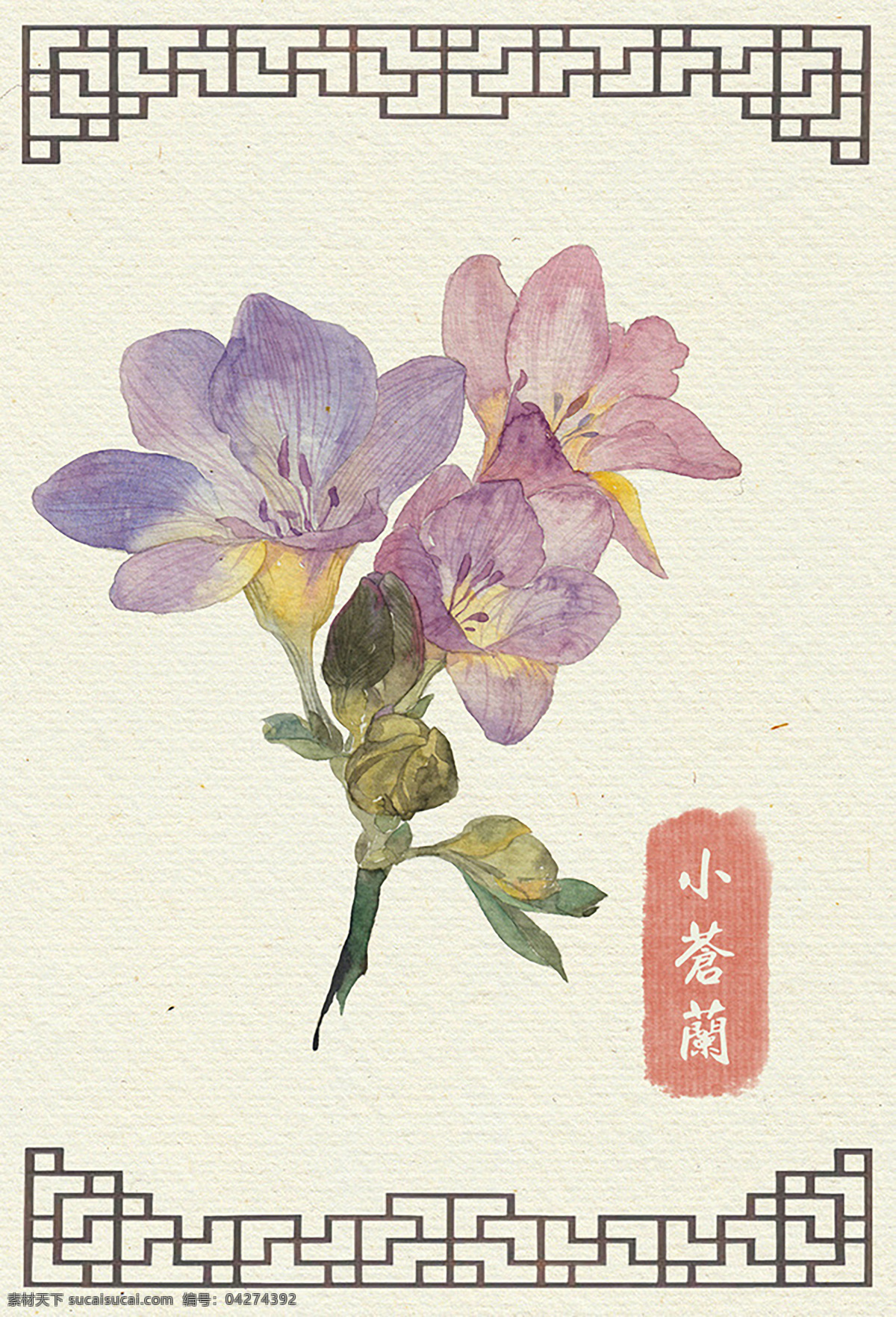 小苍兰 古风 花卉 手绘 水彩 插画 白色