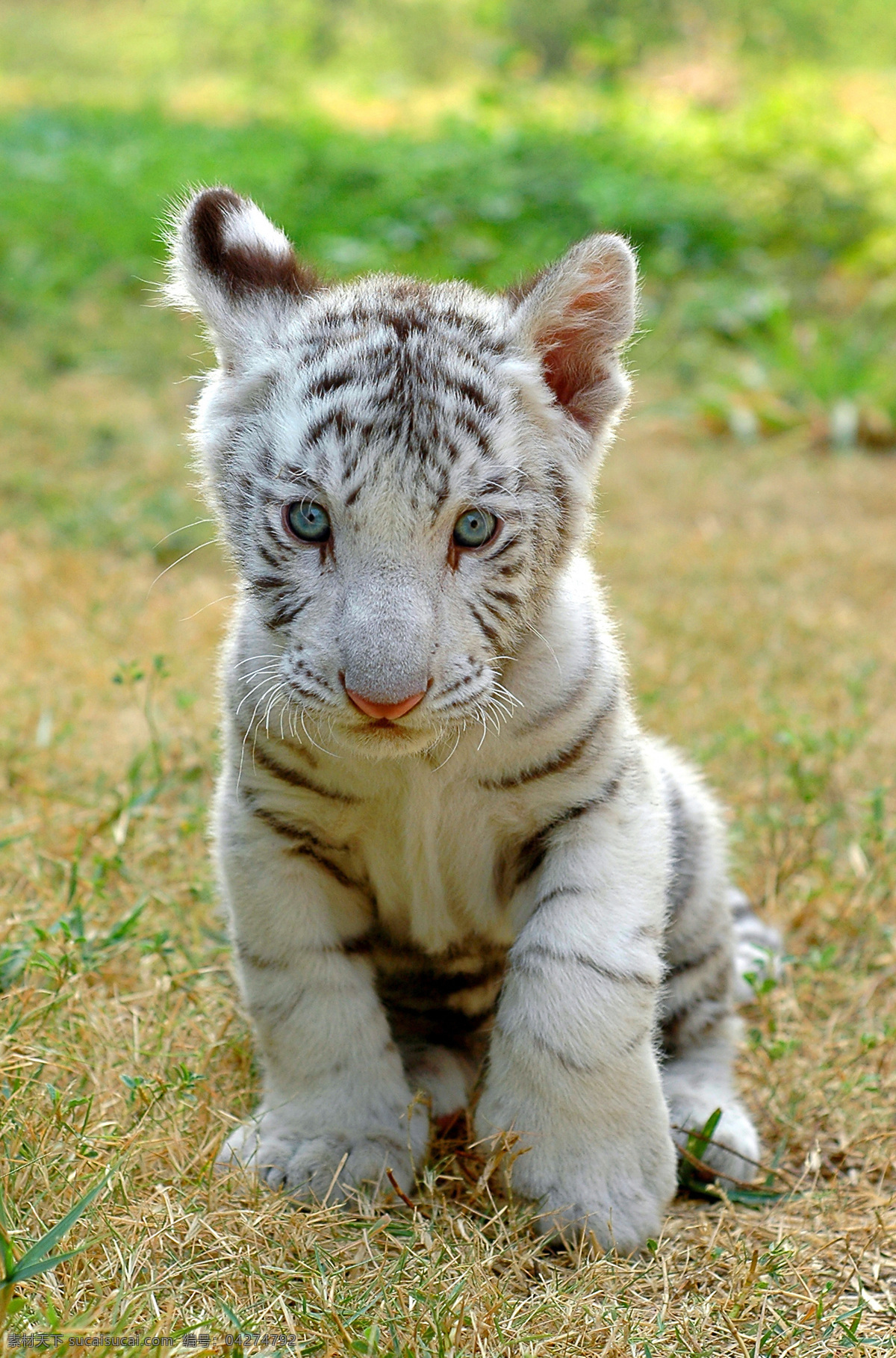 小 老虎 小老虎 猫科动物 动物世界 陆地动物 生物世界