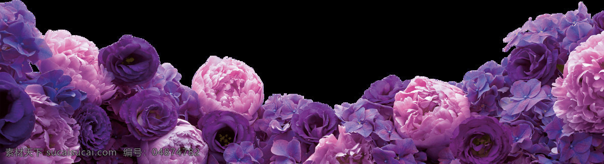 紫色 玫瑰 花朵 元素