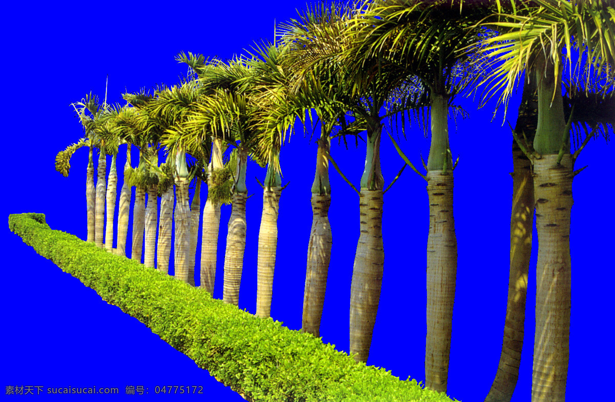 棵 树群 植物 多棵 配景素材 园林植物 园林 建筑装饰 设计素材 蓝色