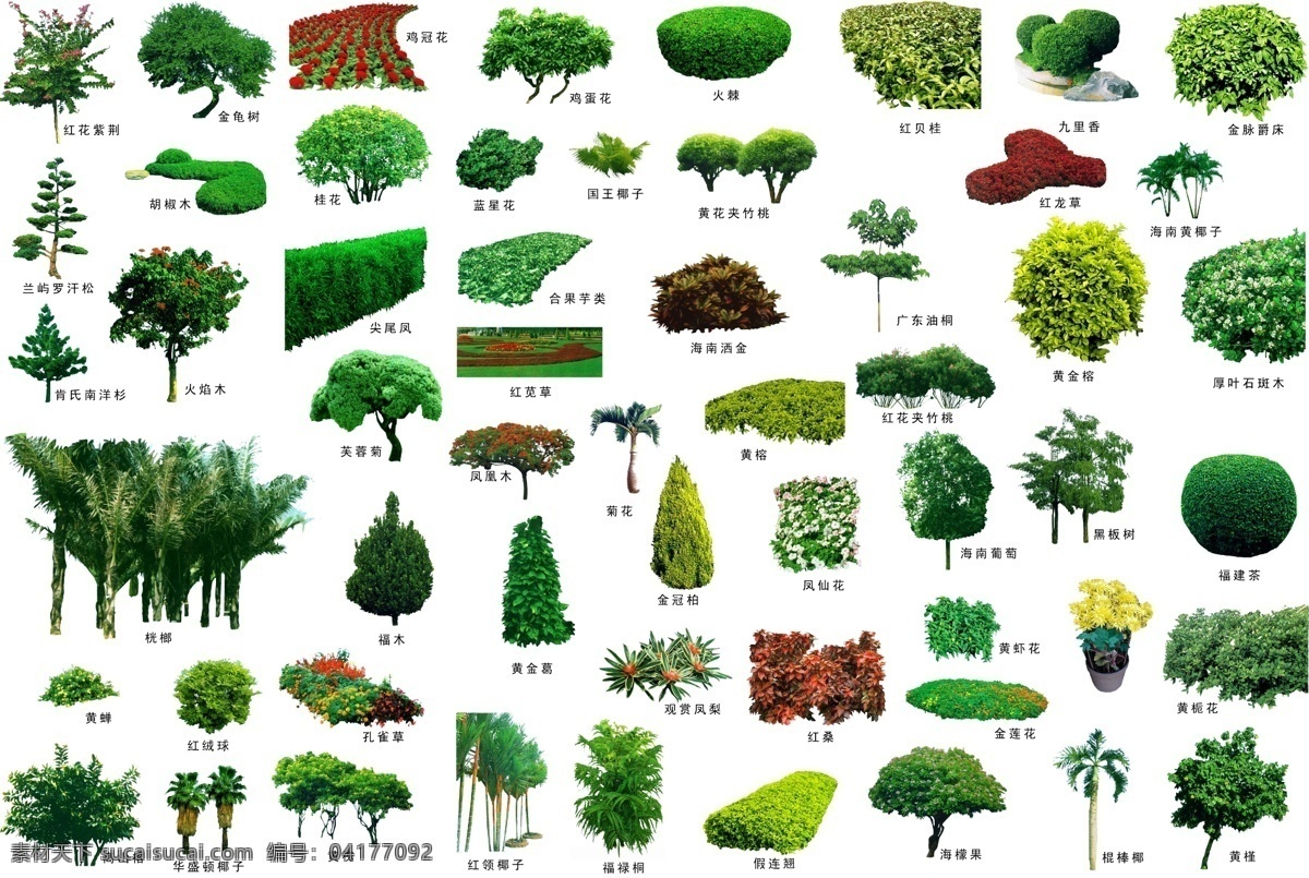 树木 配 名 分层 植物素材 乔木 绿色植物 绿叶 树木分层素材 树木素材 树 绿树 圆林树木 绿树分层素材 开花植物 苗木 自然景观 建筑园林 图标