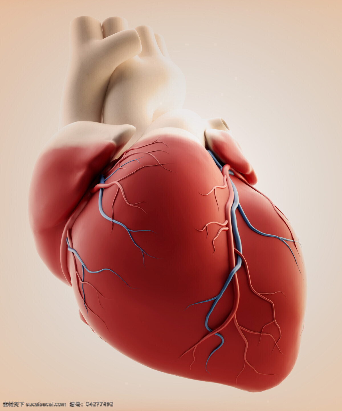 心脏 模型 内脏 人体器官 人体心脏 人体器官图 人物图片