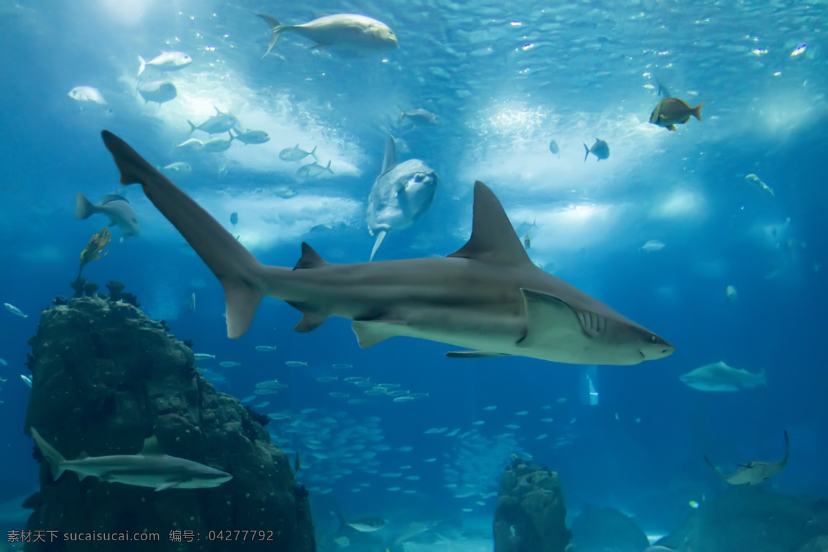 大海 中 动物 鱼 鲨鱼 海洋 景区 海洋世界 海洋海边 自然景观 青色 天蓝色
