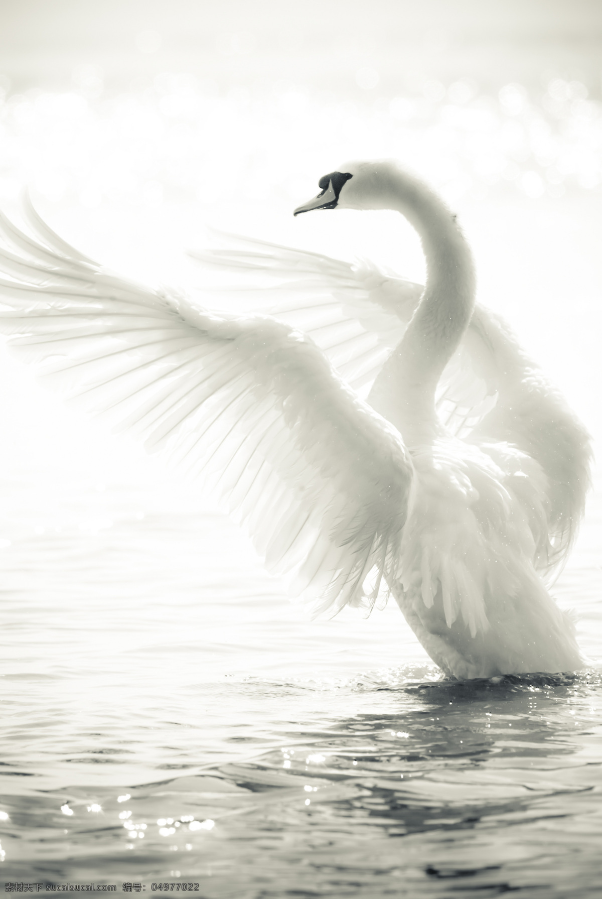 展开 翅膀 天鹅 白天鹅 展开翅膀 野生动物 动物世界 美丽 摄影图 高清图片 水中生物 生物世界