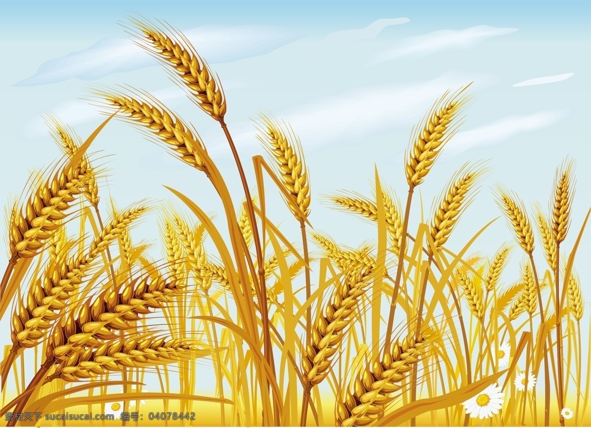 麦浪 麦穗 麦子 麦秆 农业 农民 黄色