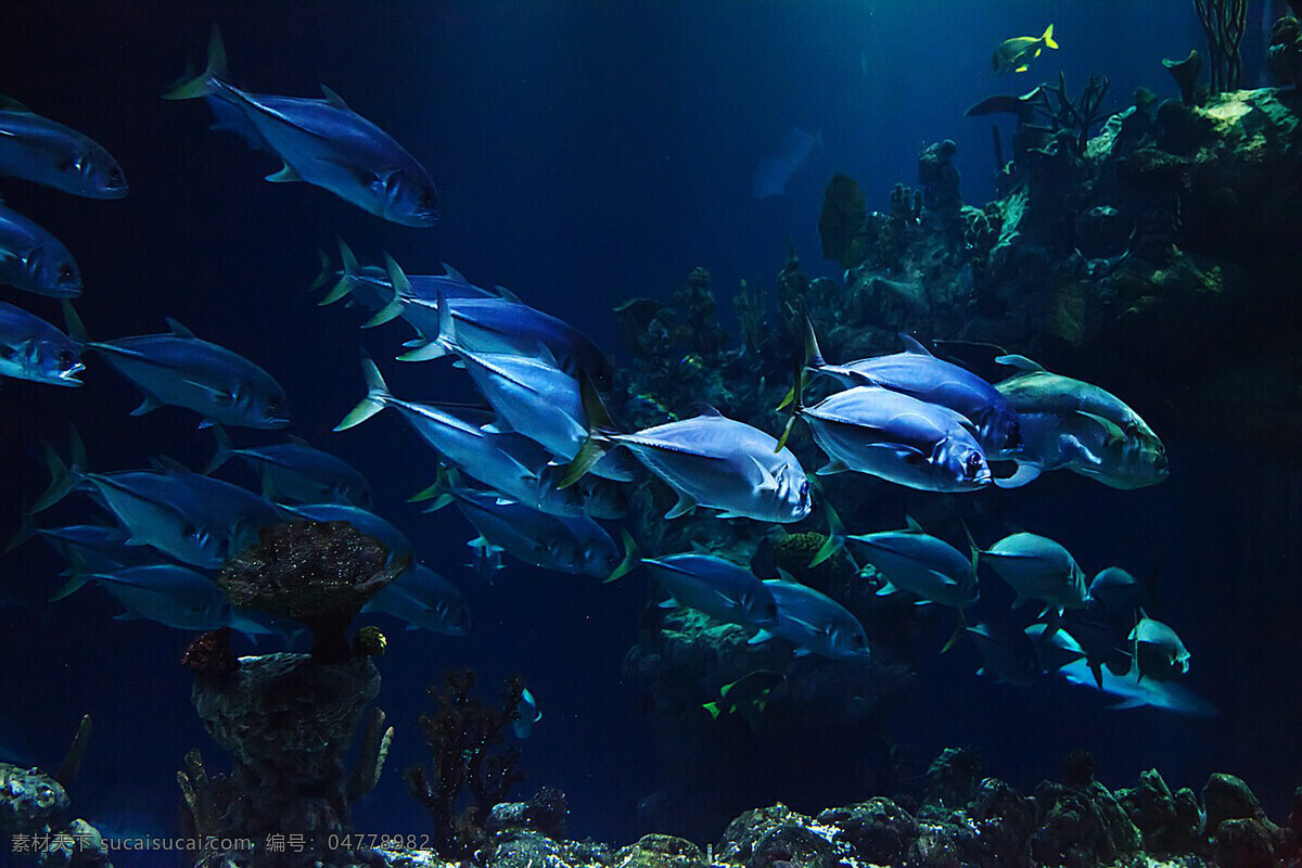 海底世界 珊瑚 水母 斑鱼 斑斓鱼 海底 海龟 海草 海水 海平面 海洋馆 观赏鱼 鱼类