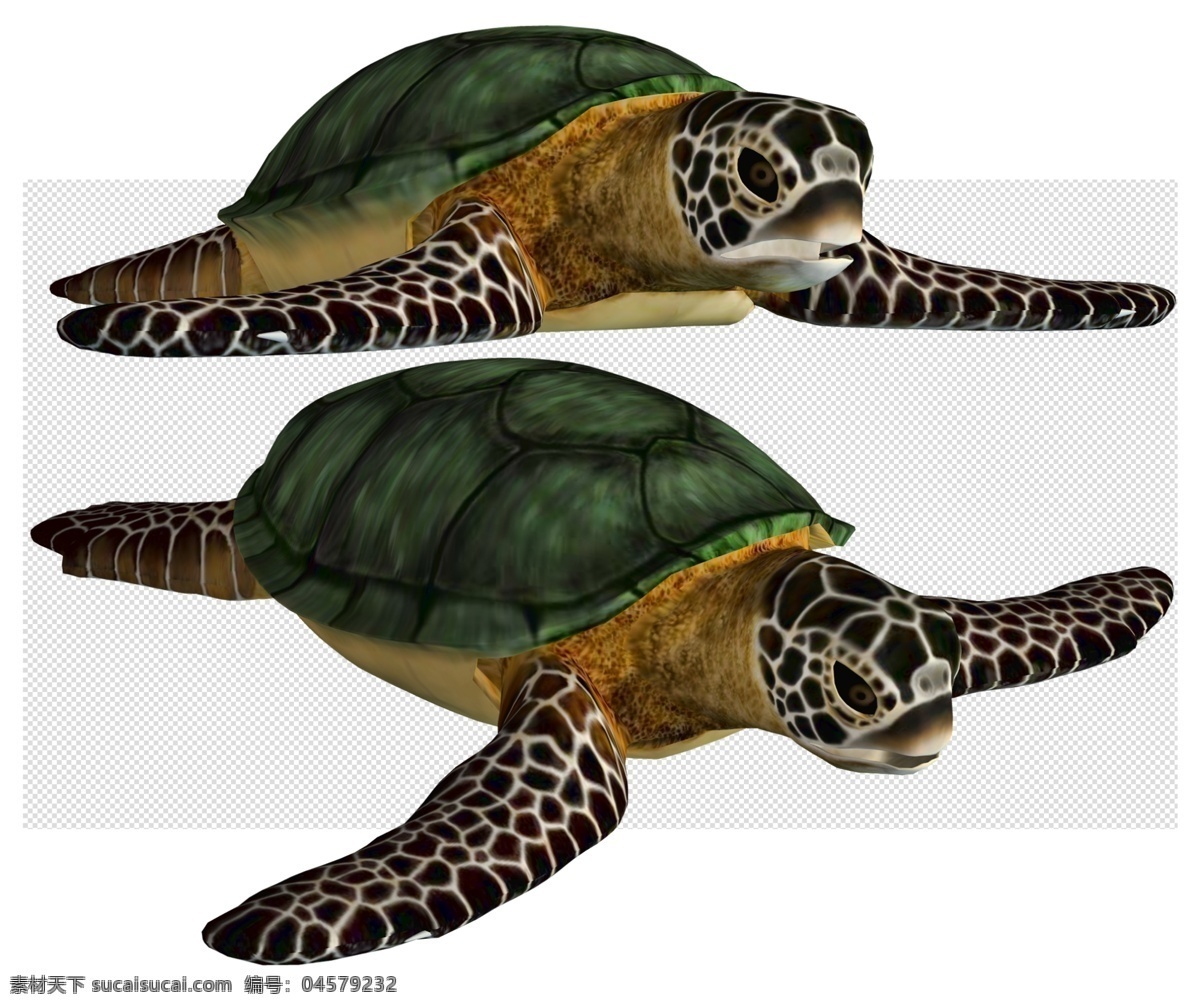 龟图片 乌龟 还贵 龟 海龟 动物 免抠图 psd分层图 分层图 免扣 透明 透明背景 动物透明底 分层