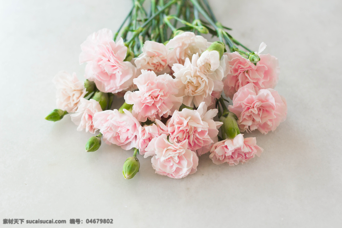 花朵 鲜花 花 粉色花 花朵特写 插花 花球 花束 母亲节花朵 美丽 鲜艳 植物 红色 粉色康乃馨 红色康乃馨 花草集 生物世界 花草