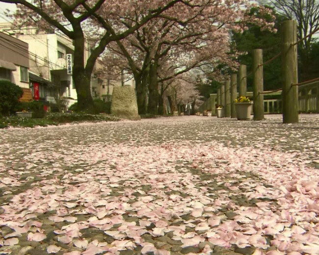 满地樱花瓣 wmv 视频素材 樱花瓣 日本 视频 多媒体视频 黑色