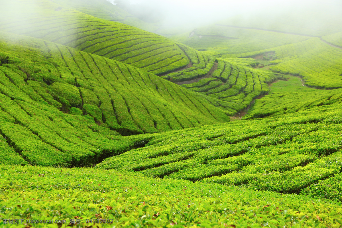 美丽 茶山 风光 茶叶 喀拉拉邦 印度风光 美丽景色 美丽风景 风景摄影 美景 田园风光 风景图片