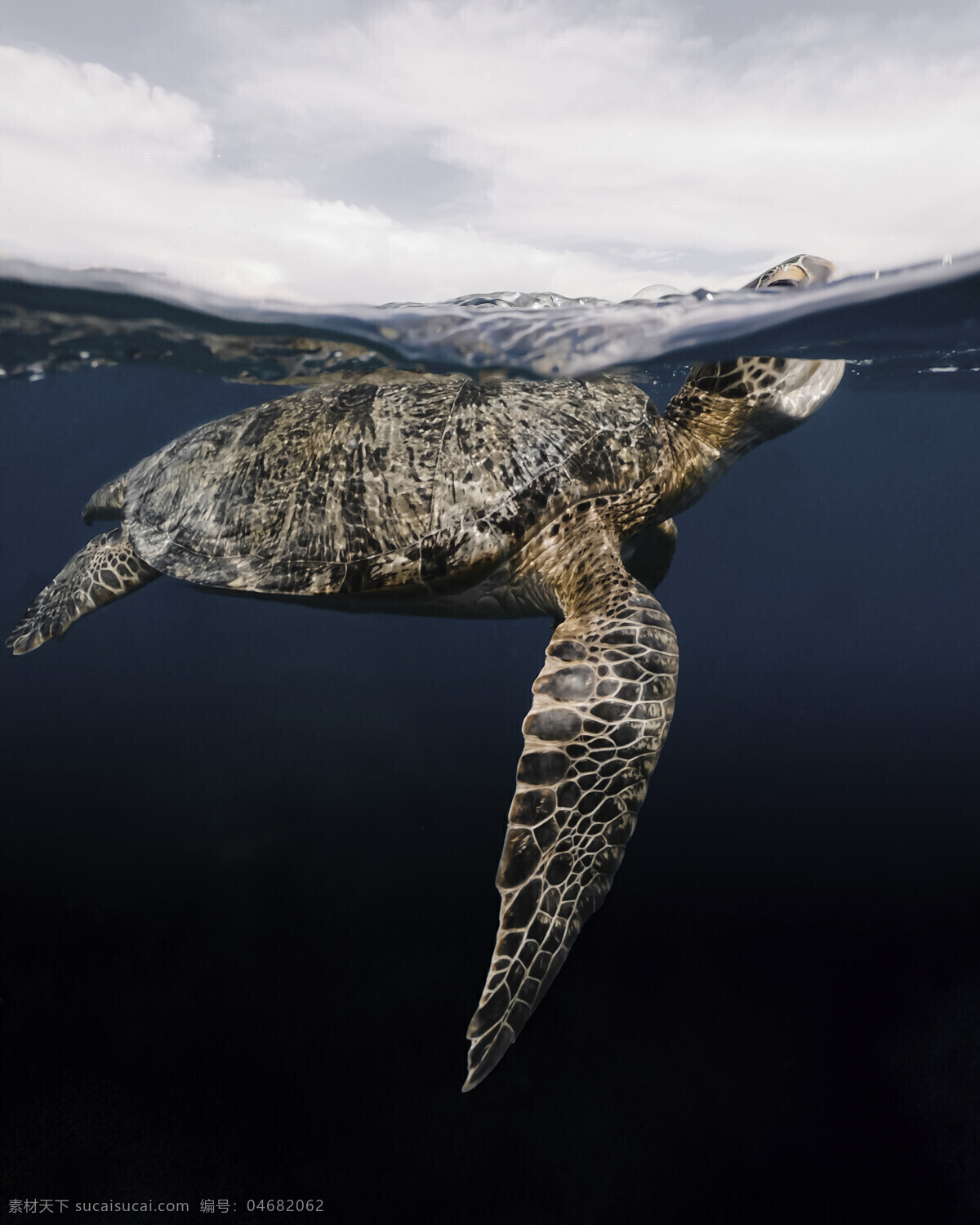 乌龟 海龟 大海 海面 海平面 天空 深蓝色 生物世界 海洋生物