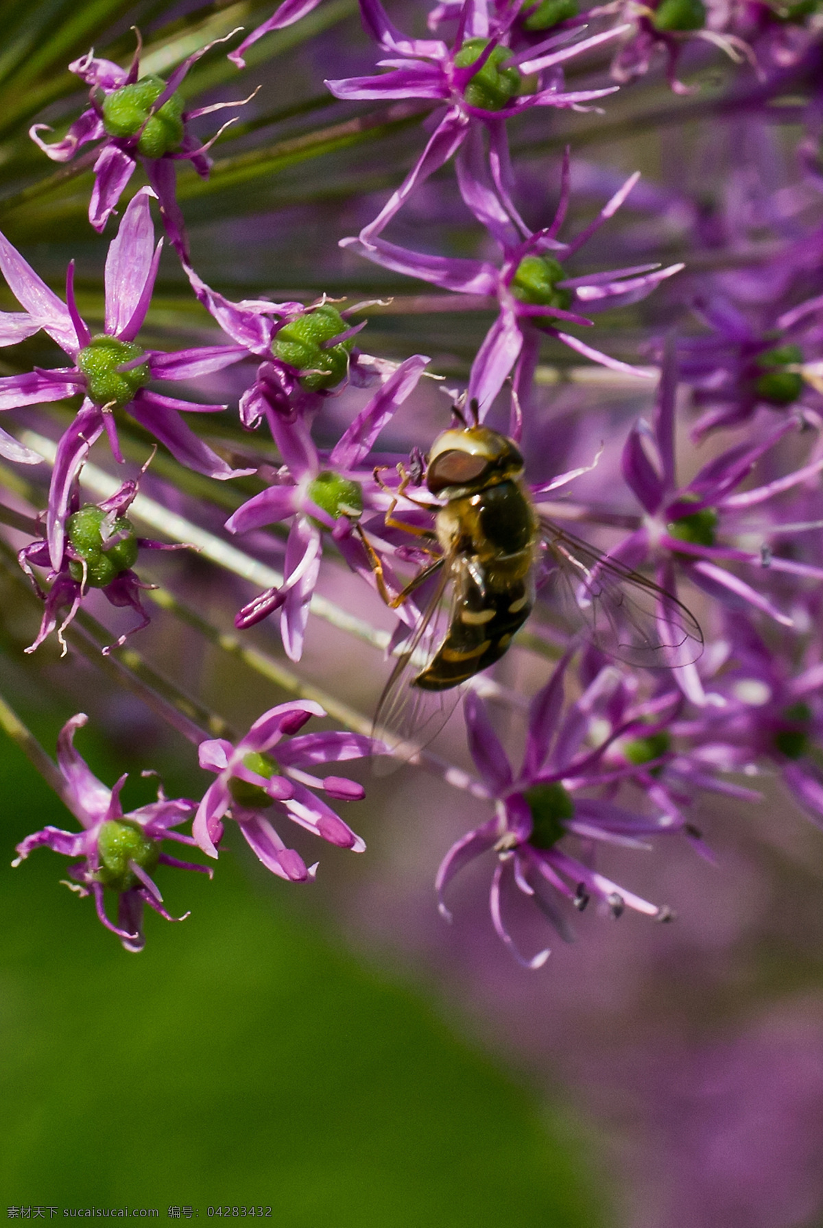 野葱 中 蜜蜂 北京 花草 绿草 生物世界 植物园 紫花 野葱中的蜜蜂 野葱花 昆虫